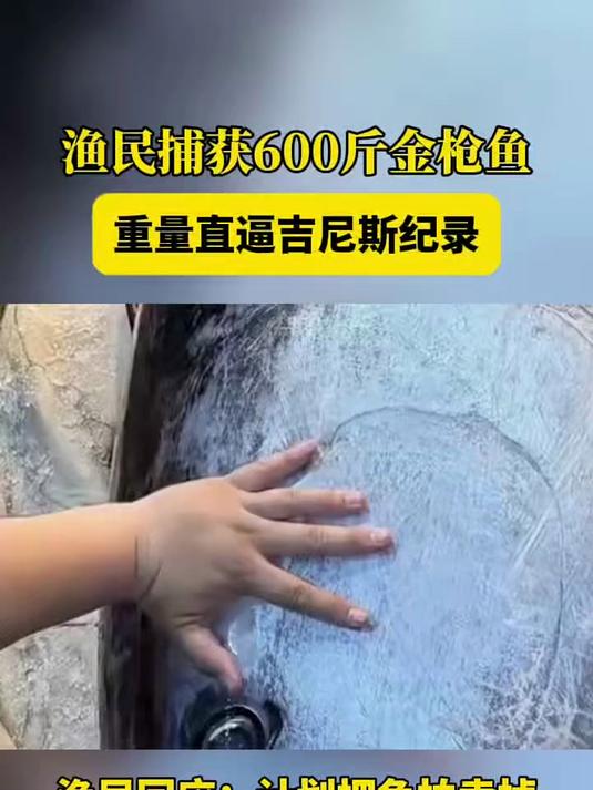 奉化渔民在东海渔区捕捞到了“巨无霸”级别的蓝鳍金枪鱼,体重将近600斤