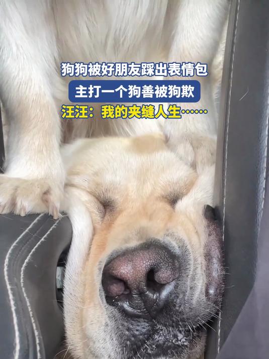 狗狗被好朋友踩出表情包,主打一个狗善被狗欺