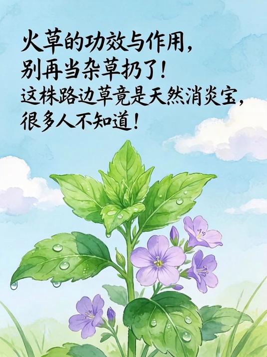 火草的功效与作用,别再当杂草扔了!这株路边草竟是天然消炎宝,很多人不知道!