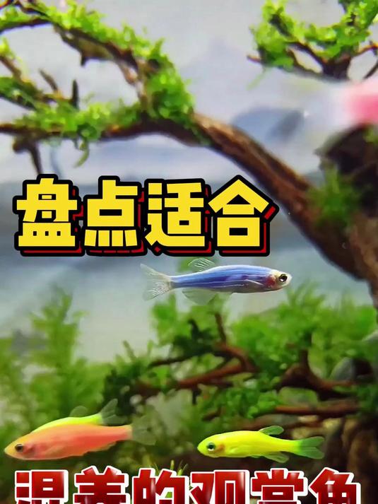 盘点那些适合混养的观赏鱼
