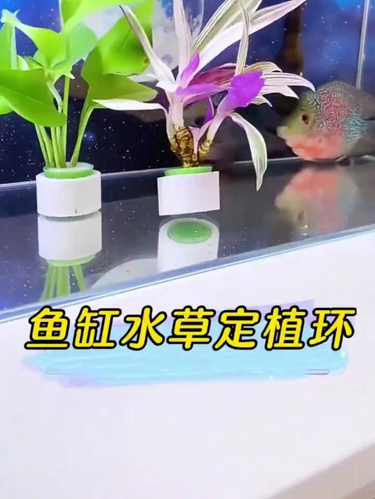 鱼缸水草用它,既美观又实用还能固定水草