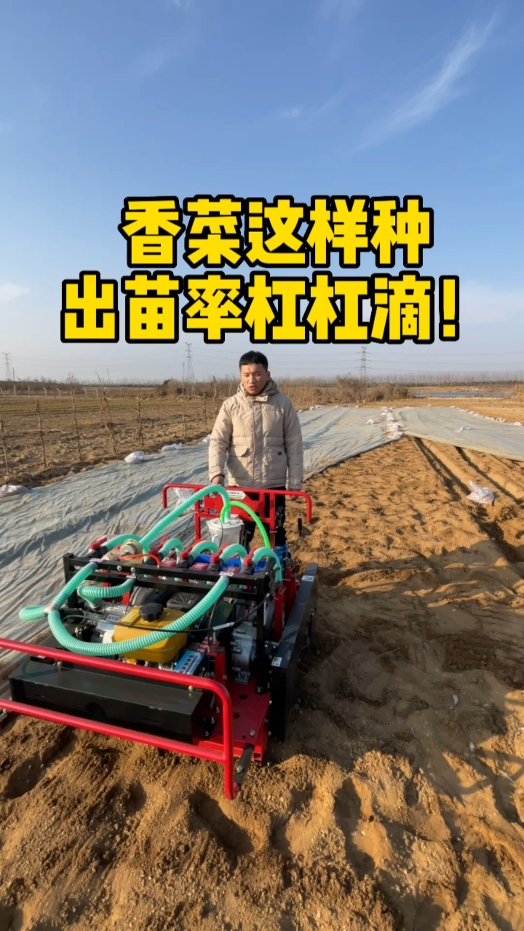 香菜这样种,出苗率杠杠滴
