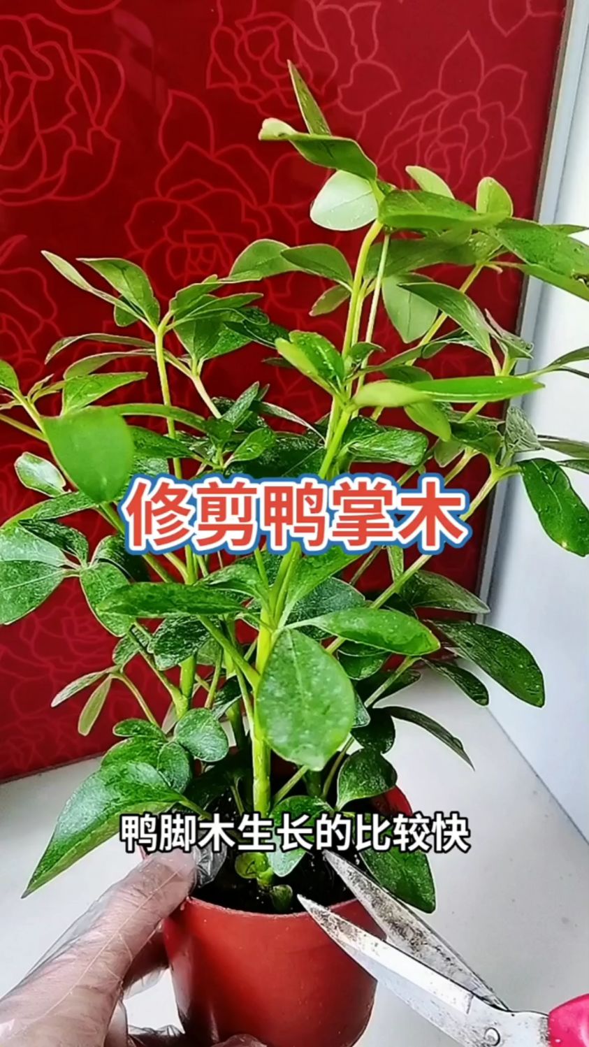 鸭脚木修剪造型