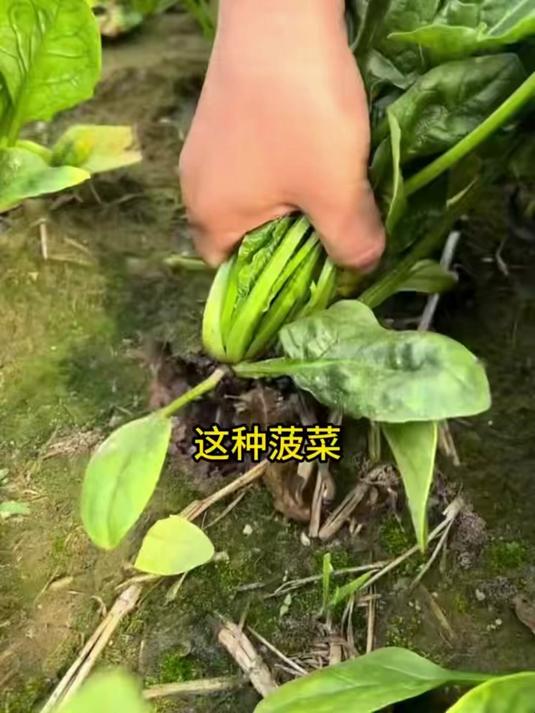 #日常vlog#非常适合新手种植的趴地菠菜，耐寒耐热，种植简单，叶片肥厚，口感甜#耐热菠菜