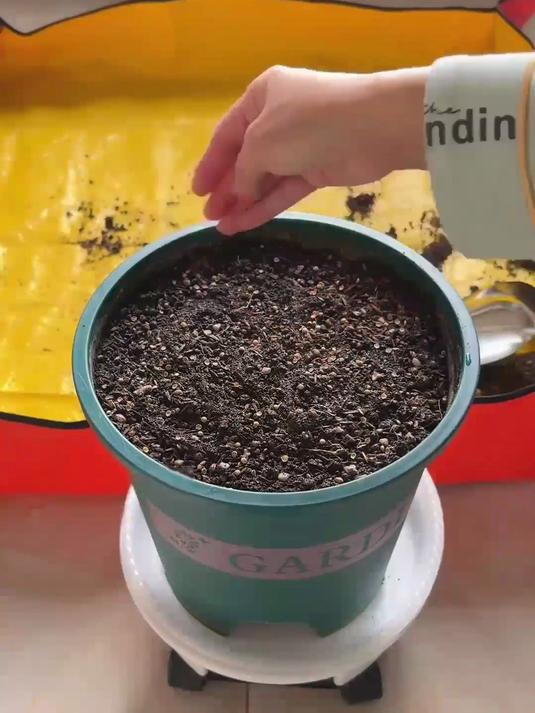 易活小叶香菜种,新手秒变种植达人