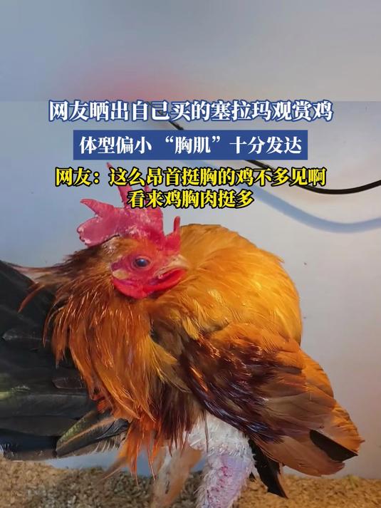 网友晒出自己买的塞拉玛观赏鸡,体型偏小 “胸肌”十分发达