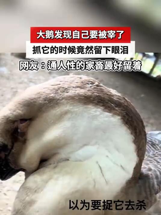 大鹅以为自己要被宰了,抓它的时候竟然留下眼泪
