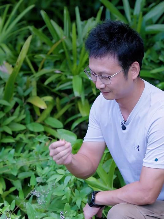 鸡矢藤虽然难闻，但却是不错的药材，而且小花也很精美