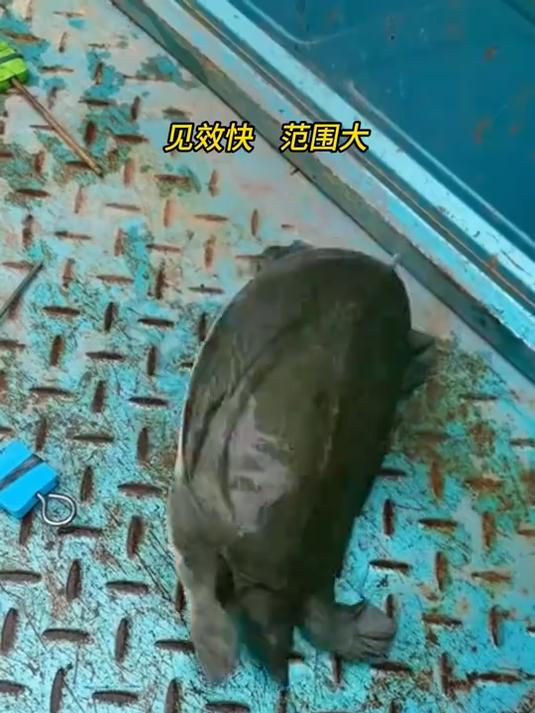 之前用普通诱饵空军，换过山风峰后，甲鱼连杆了