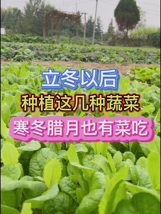 立冬以后还可以种植哪些蔬菜