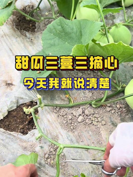 甜瓜是三蔓三摘心今天我就说清楚 #甜瓜种植# #甜瓜# #种植小技巧#