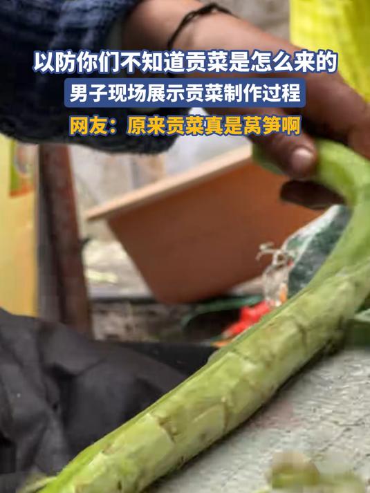 以防你们不知道贡菜是怎么来的,男子现场展示贡菜制作过程