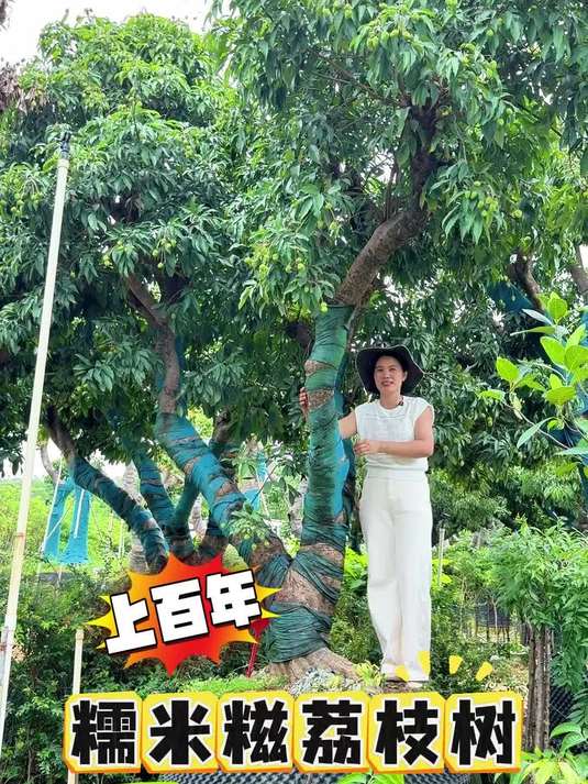 上百年糯米糍荔枝大树,树越老果子越甜哦