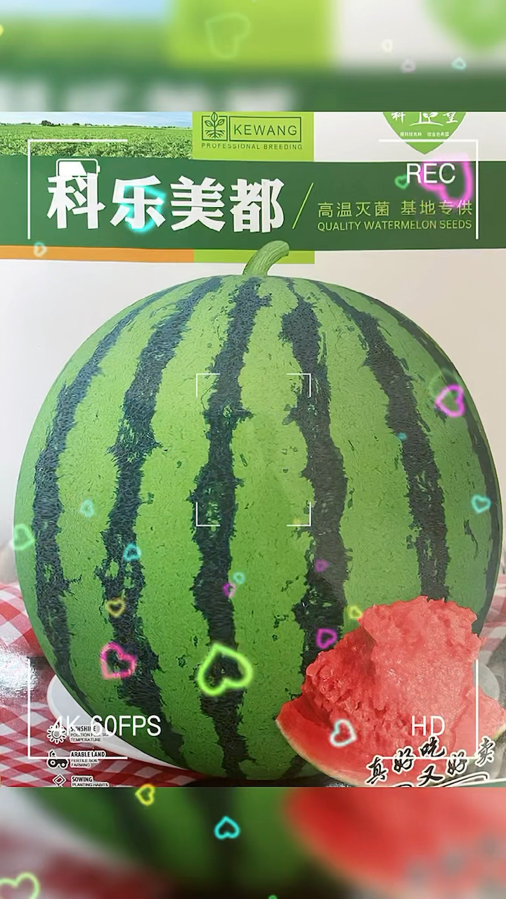 全国各产区热销好品种,适应大棚、小拱棚、两天地膜、露天栽培。适应性广#西瓜种子