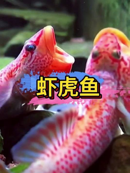 养几条虾虎鱼,鱼缸数月不换水也清澈没异味!