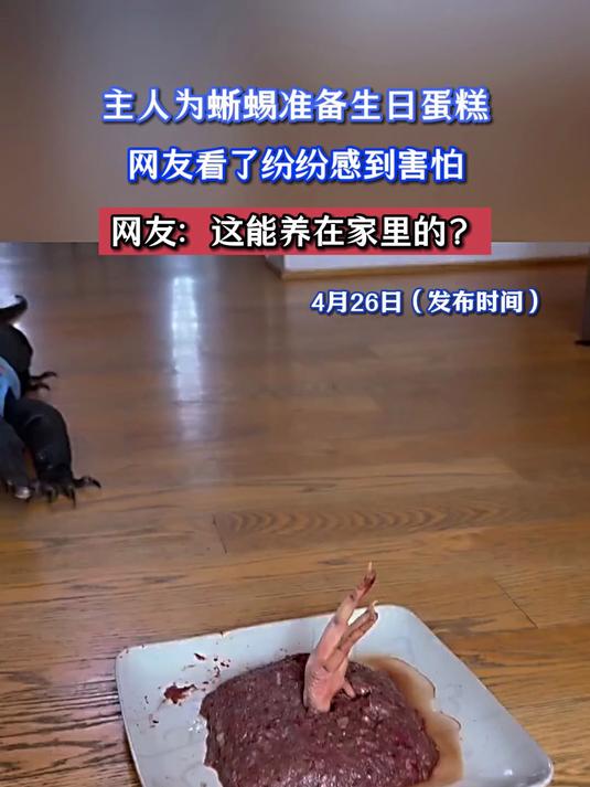 主人为蜥蜴准备生日蛋糕,网友看了纷纷感到害怕