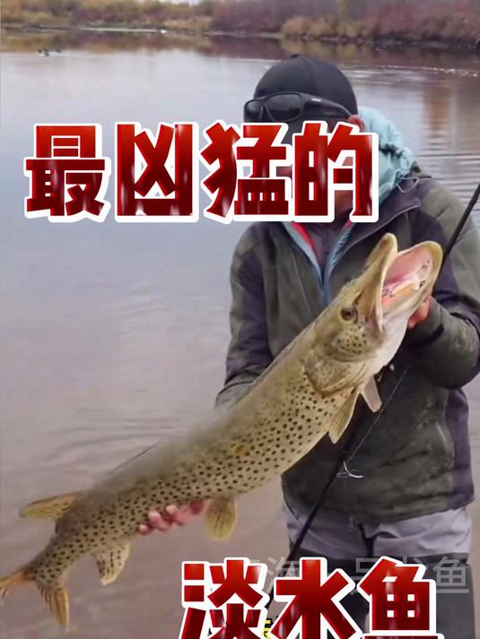 最凶猛的淡水鱼