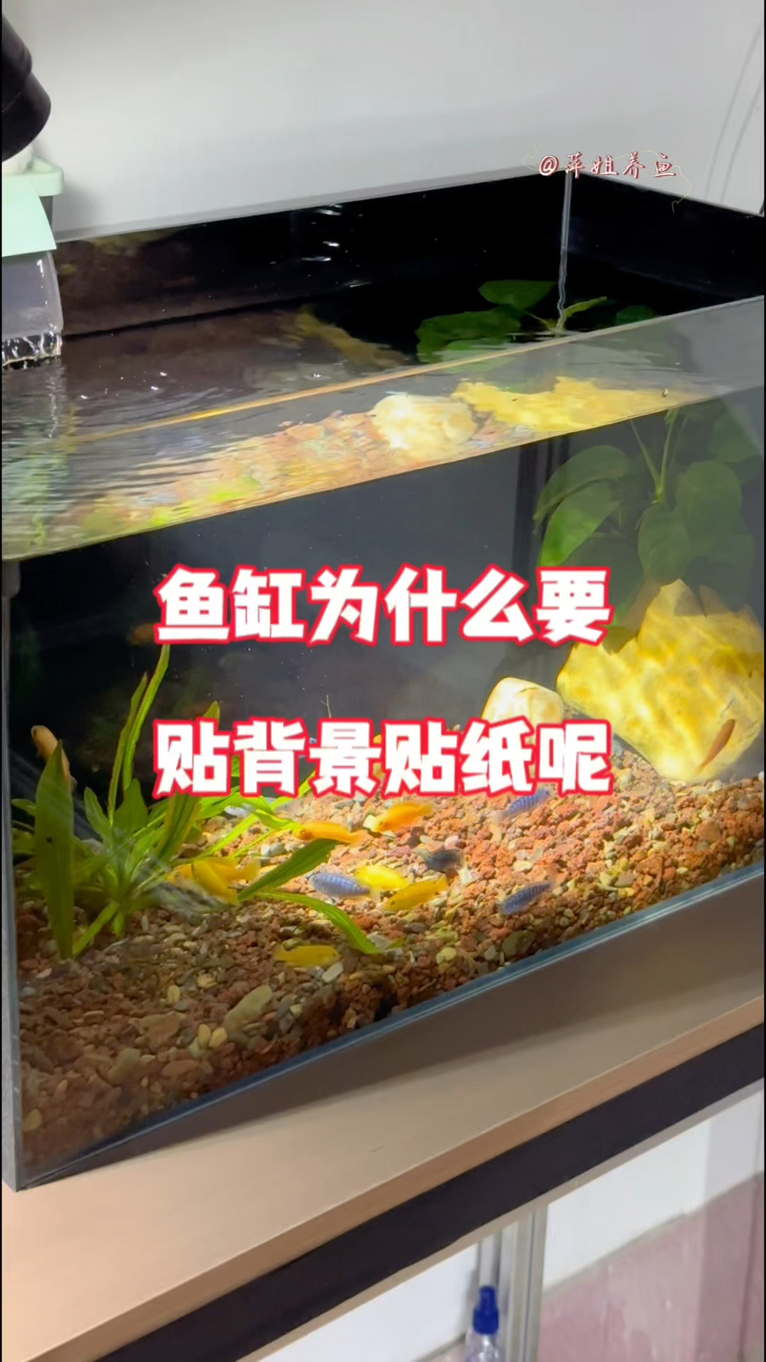 鱼缸为什么要贴背景贴纸呢#水族 #鱼缸里的大自然 #水族用品