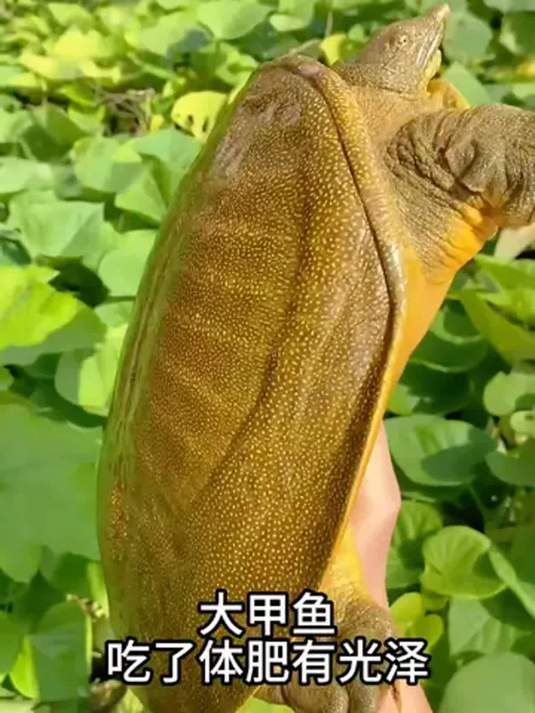 甲鱼养殖必备:高蛋白甲鱼粮,你选对了吗?