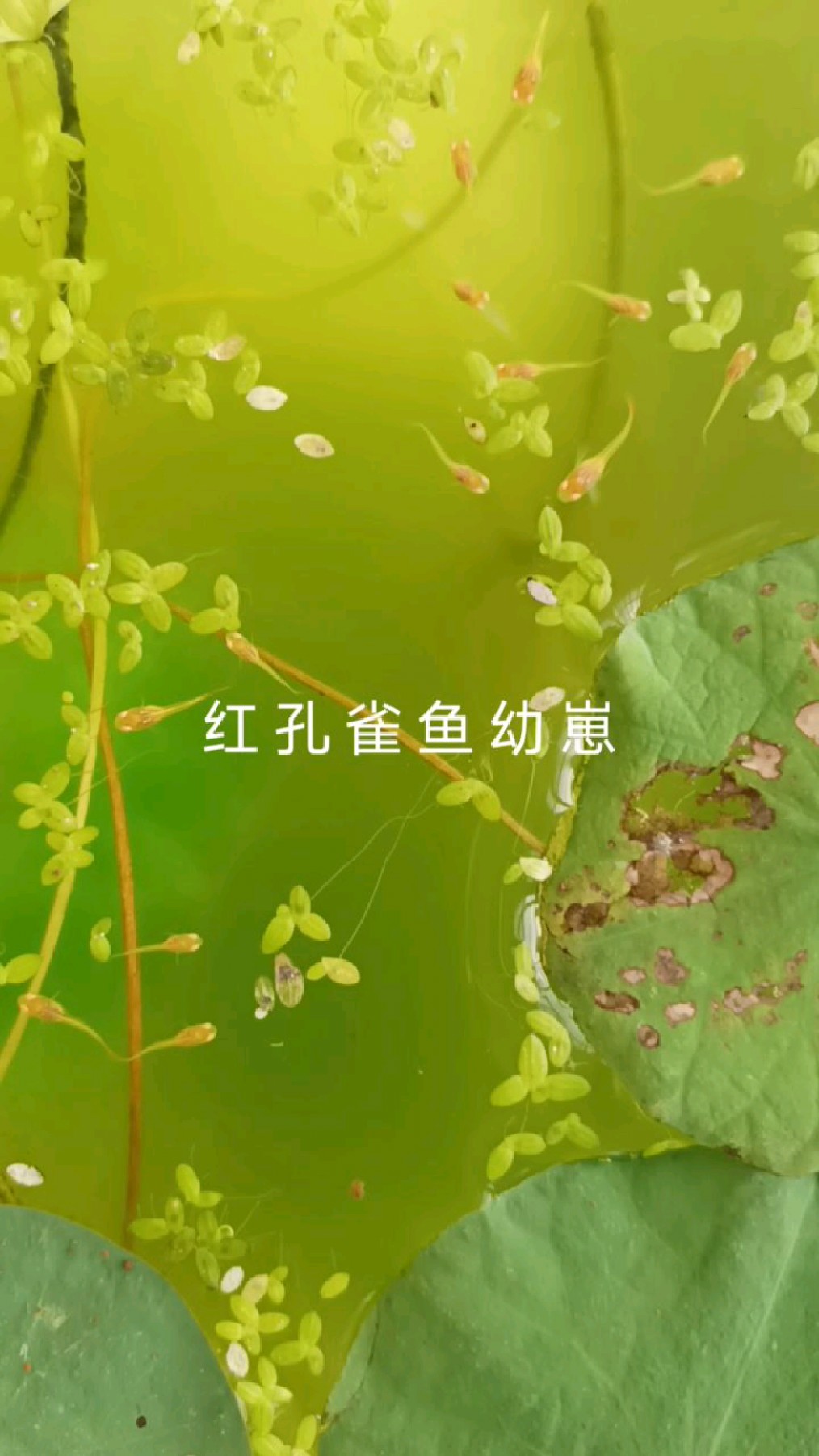 一个半月的红孔雀鱼
