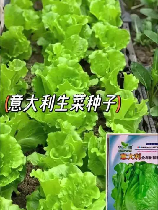 家庭菜园必备!意大利罗马生菜种子,四季速生超脆嫩