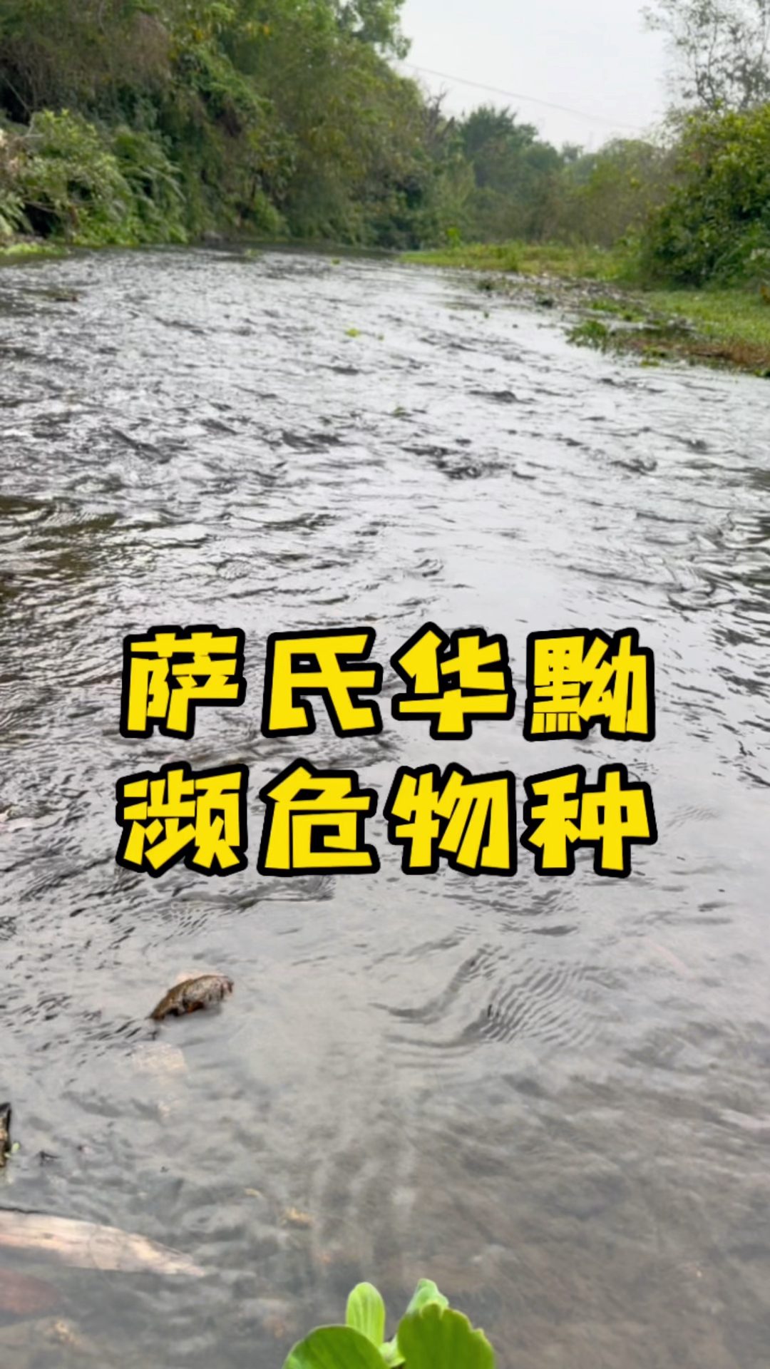 南方溪流鱼,萨氏华黝,急需保护的濒危物种。
