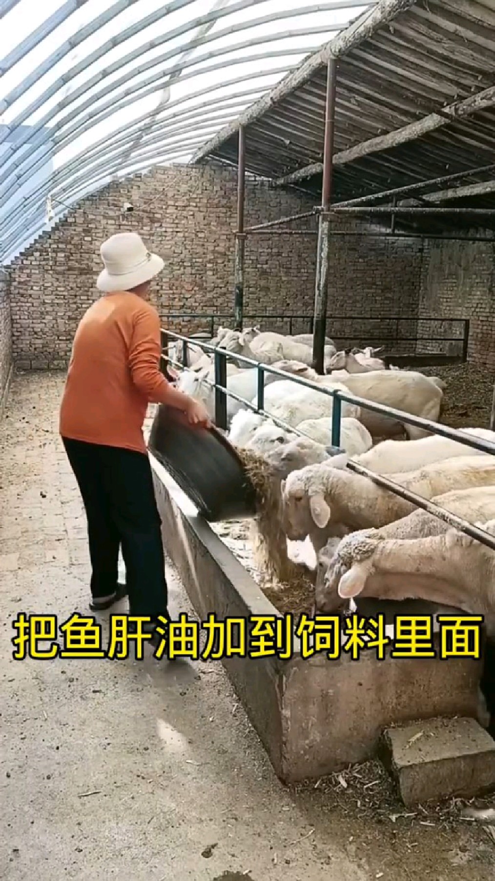 把鱼肝油加到饲料里居然有这么多好处