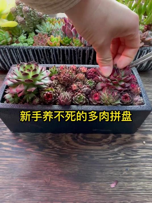 新手养不死的多肉拼盘来了，长生草耐寒
