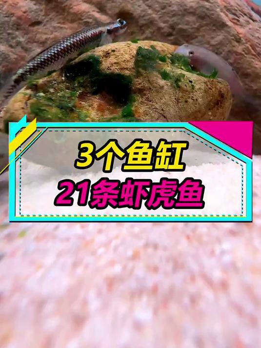 买了4种虾虎鱼,共21条,开3个缸饲养,1种爱藏进沙子里