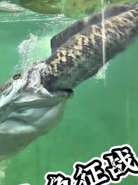 原生鱼征战猛鱼缸