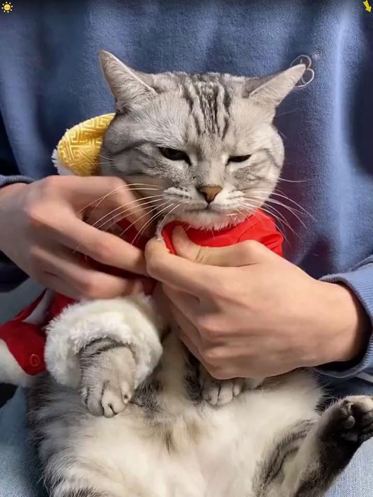 带安生去泡芙家拜年咯，祝大家新年快乐，加油 vlog萌宠日常