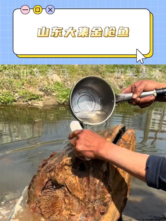 山东大集金枪鱼不让卖了 金枪鱼 僵尸鱼 山东大集