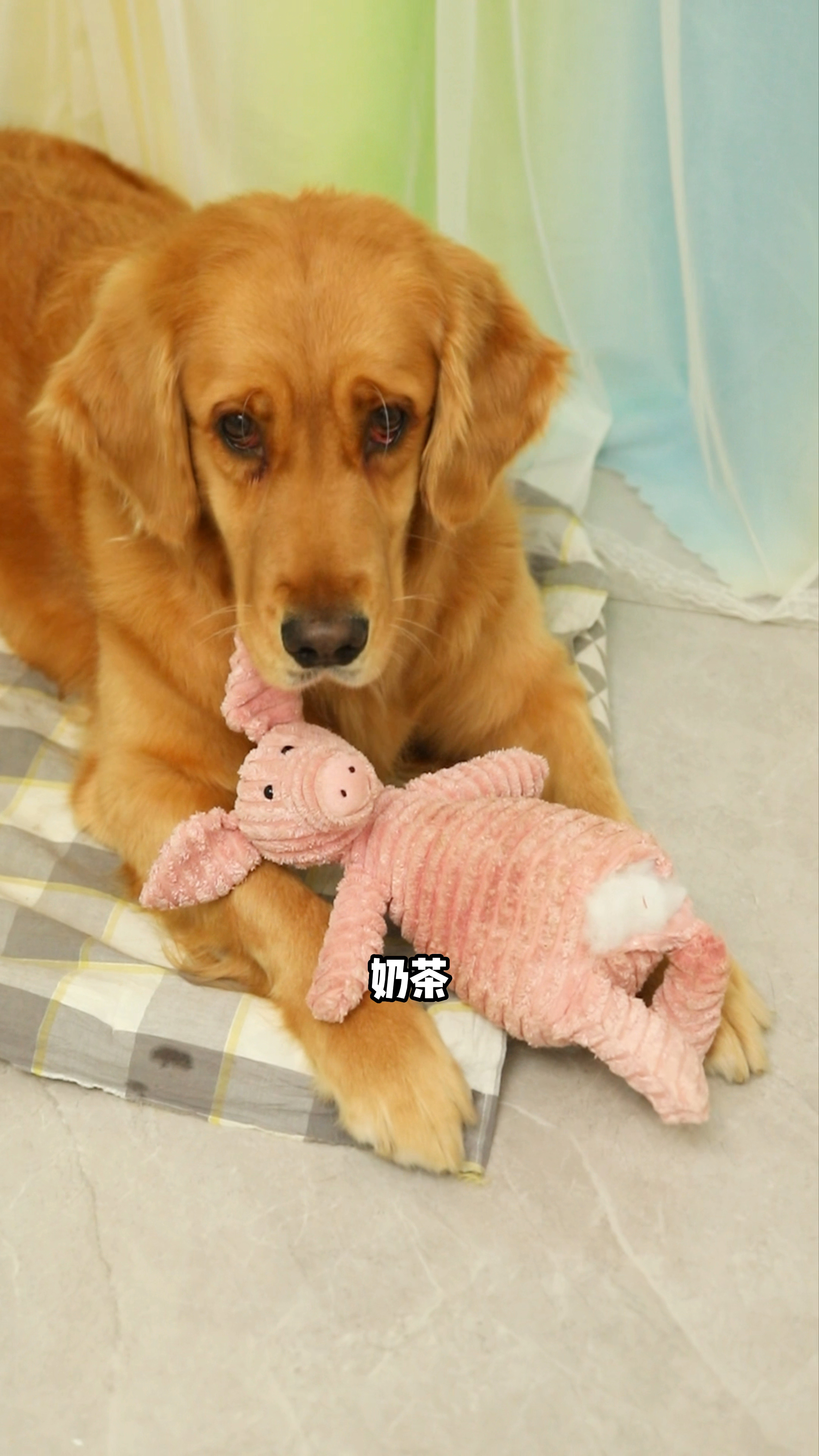 善良的奶茶不想让妈妈和coco难过