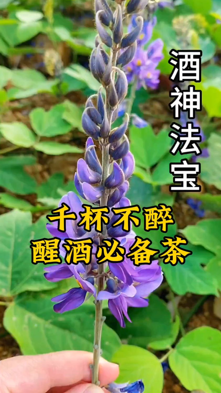 爱喝酒的人收好这个茶,酒后喝一杯,解酒杠杠的