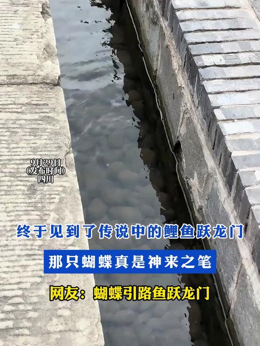 终于见到了传说中的鲤鱼跃龙门！那只蝴蝶真是神来之笔！