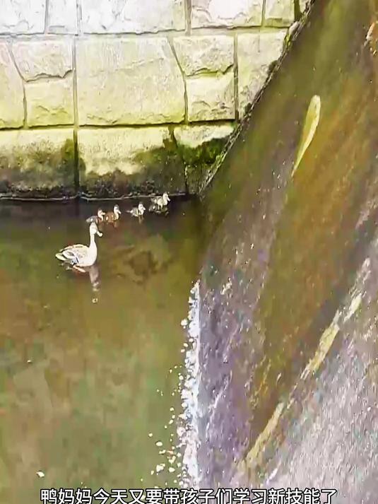 真是一群努力的小鸭子，面对湿滑的斜坡勇往直前！
