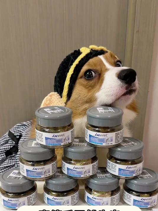 鲨鱼软骨素,轻松保护毛孩子的关节!
