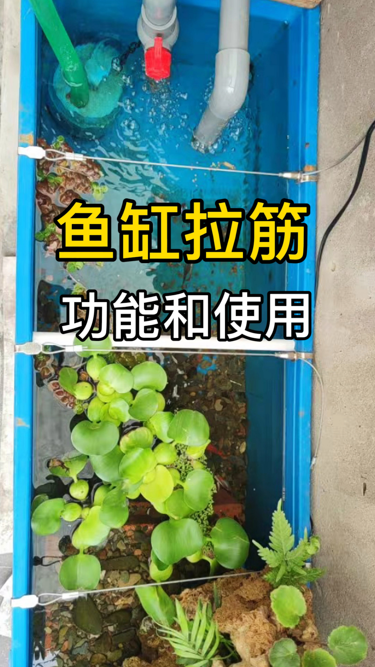 鱼缸拉筋的功能和使用