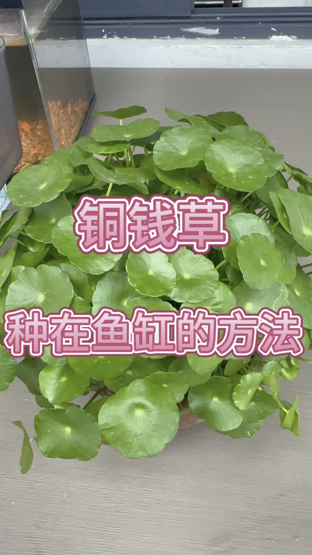 铜钱草种在鱼缸的方法