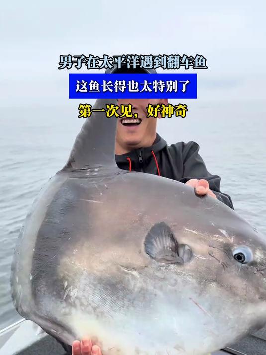 男子在太平洋遇到翻车鱼,这鱼长得也太特别了