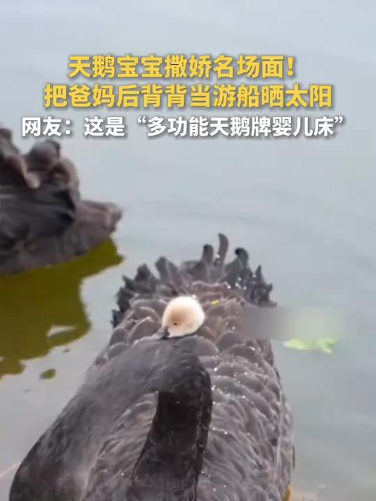天鹅宝宝撒娇名场面!把爸妈后背背当游船晒太阳