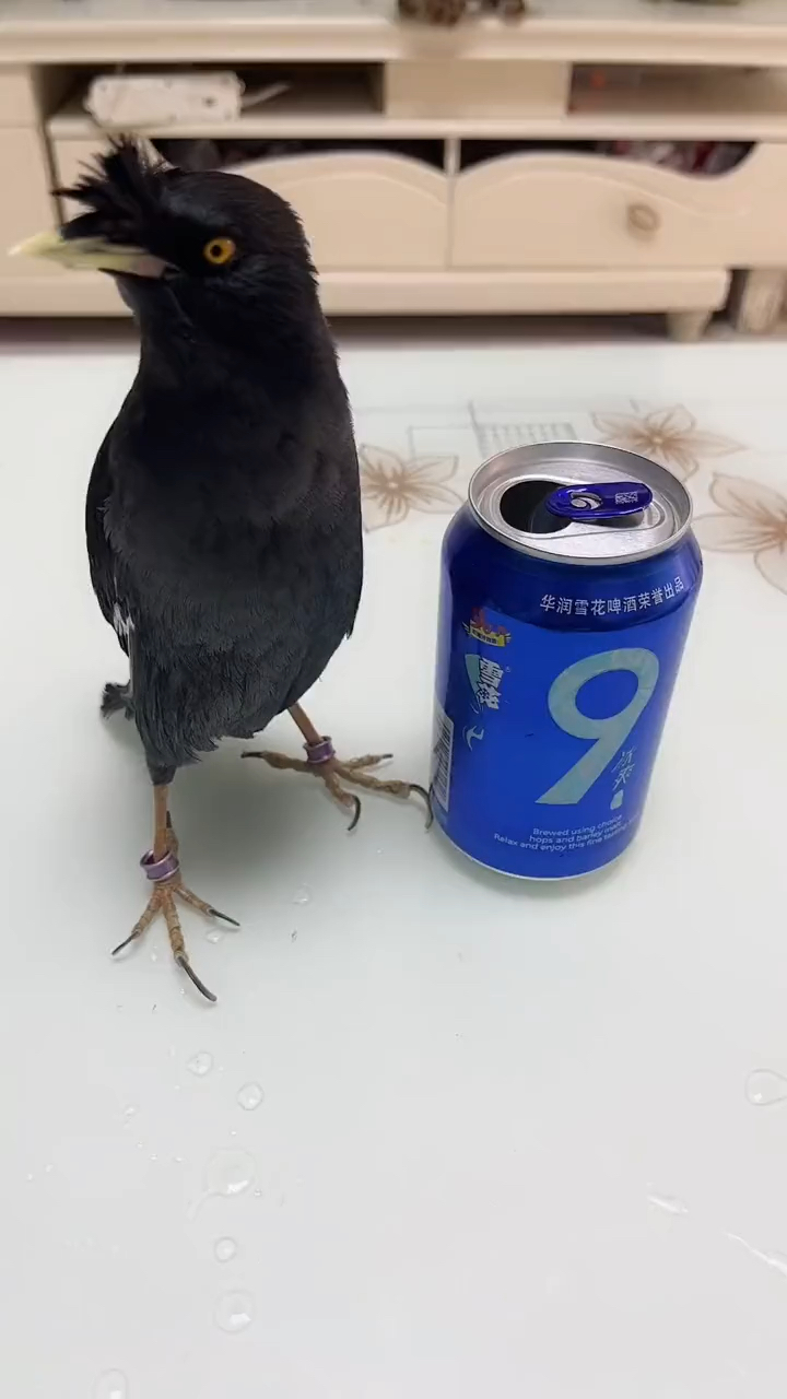 八哥也会喝酒,等一下要跳醉酒舞。