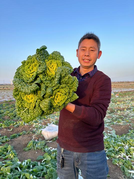霜冻黄心菜来了,很漂亮,很好吃