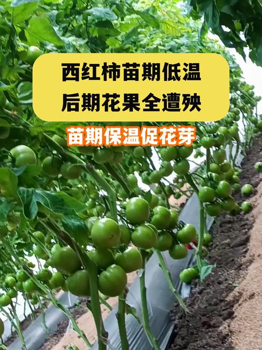 西红柿苗期低温后期花果全遭殃