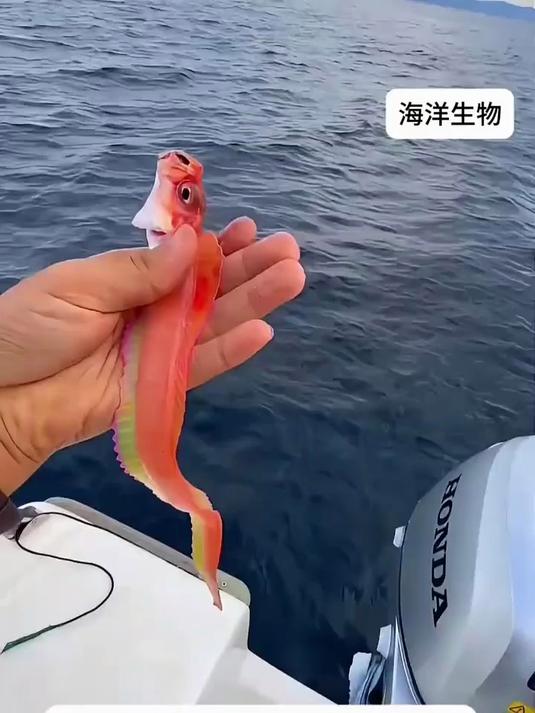这不是假饵!海里竟有如此彩色的鱼 #海洋生物 #看看这是啥东西