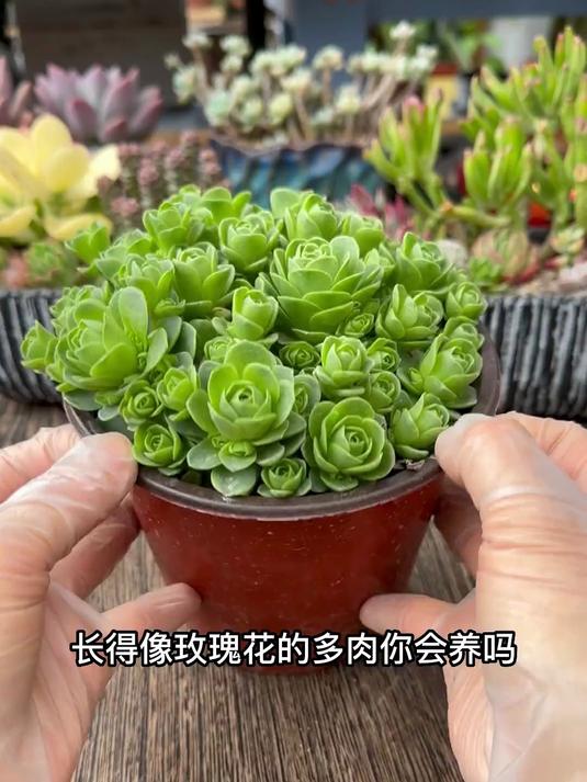 绿色玫瑰花多肉你会养吗？