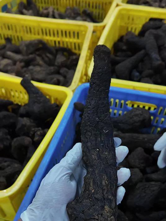 荒漠肉苁蓉两大产地对比,新疆和田VS内蒙古阿拉善