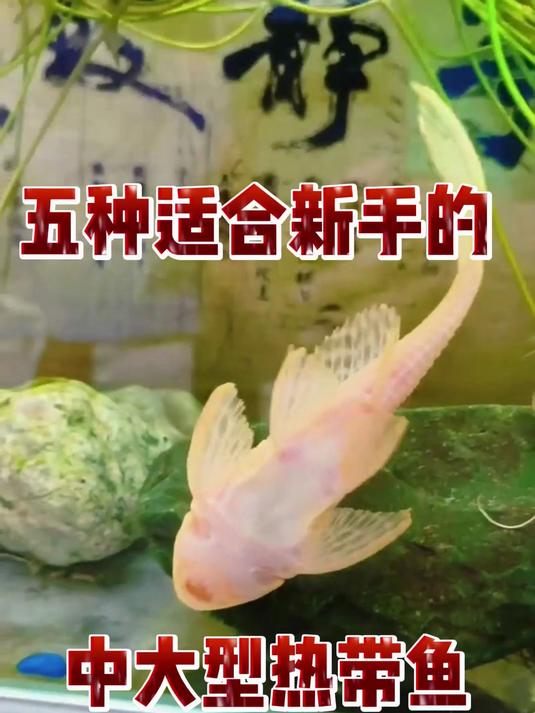 五种最适合新手饲养的中大型热带鱼