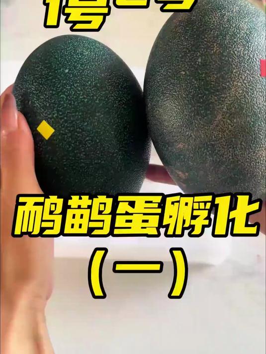 世界第二大鸟类，鸸鹋蛋的孵化，我们来了