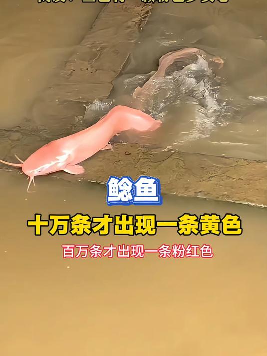 网友见到一条粉色的鲶鱼,这种罕见的颜色还是第一次见到